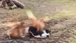 Mèo 'nhục nhã' khi bị gà đánh tơi bời