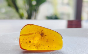 Hổ phách chứa xác cua tí hon 100 triệu năm tuổi 