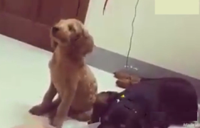 Chó khôn lỏi vờ ngủ gật khi bị chủ mắng