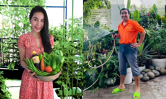 Sao Việt cuốc đất trồng rau: Thủy Tiên rao bán, riêng Quyền Linh phải đem cho