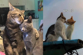 Tin được không: Đến cả động vật còn kiếm được 'bồ', hơn cả hội 'sen' ế bền vững