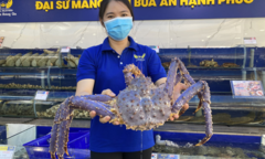 Xuất hiện cua hoàng đế tím nhập khẩu vào Việt Nam