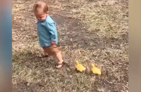 Em bé bỏ chạy khi bị 2 chú vịt con 'bám đuôi'