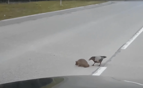 Clip: Quạ kiên trì giúp nhím qua đường 