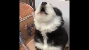 Những chú chó 'học đòi' làm sói dễ thương hết nấc