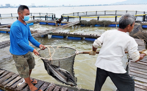 Nguy cơ ôm nợ hàng trăm tỷ đồng, người nuôi cá ở Đà Nẵng cầu cứu