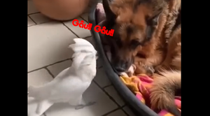 Vẹt sủa như chó, đến chó 'xịn' cũng câm nín