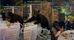 Gấu xông vào càn quét tiệc cưới, khách mời vẫn thản nhiên dùng bữa