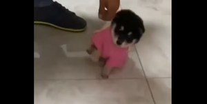 Cún con ngã chỏng kềnh vì không quen mặc áo mới