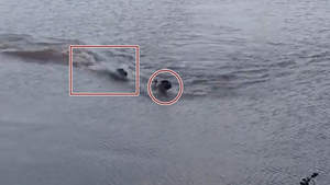 Video: Người đàn ông bị cá sấu rượt đuổi khi đang bơi ở Brazil