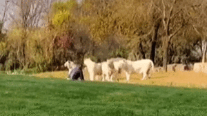 Video: Du Khách liều lĩnh nhảy vào chuồng khiêu khích hổ và cái kết