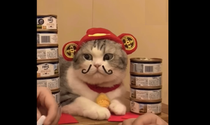 Clip: Mèo 'thần tài' ngồi canh chủ cực dễ thương