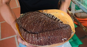 Ốc khổng lồ bán đầy 'chợ mạng', giá bạc triệu vẫn đắt hàng