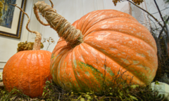 Cửa hàng hốt bạc với bí ngô Halloween khổng lồ đắt đỏ