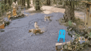 Video: Chú chó dùng 2 chân vẽ lên mặt đất hình tròn bí ẩn