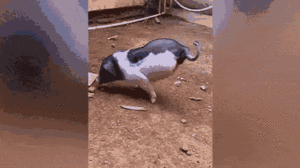 Video: Xúc động hình ảnh lợn 2 chân tập đi ở Trung Quốc 