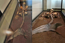 Phát hiện bộ xương nữ nửa người nửa cá, phải chăng ‘nàng tiên cá’ có thật?