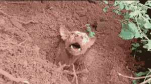 Video: Giải cứu chó mẹ bị chôn vùi sau trận lở đất ở Ấn Độ