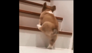 Chó cũng tủi phận vì chân ngắn