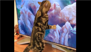 Mèo tham ăn đến láo xược, chuyên cướp đồ của chủ