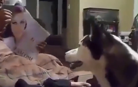 Chú chó bị dị ứng với gái xinh 