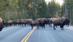 Lái xe kinh hãi chạm trán 150 con bò rừng tràn xuống đường