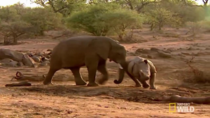 Video: Màn kịch chiến nảy lửa giữa voi và tê giác