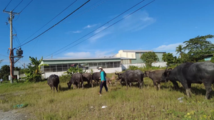 Video: Gia đình 4 đời nuôi trâu ở An Giang