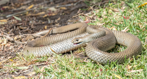 Đang giao phối bị làm phiền, rắn đực nổi điên cắn người loạn xạ