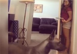 Chó ngốc mắc lừa cô chủ khi chơi trốn tìm 