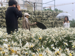 Đặc sản cúc họa mi nở rộ, các studio ảnh tất bật hốt bạc