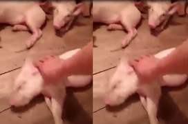 Chủ hết hồn với màn giả chết của lợn 