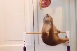 Chết cười xem chuột tập thể dục để được ăn