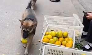 Chó khôn lỏi, 'giả nai' đi ăn trộm cam