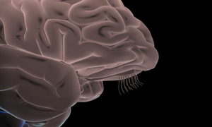 Phát hiện mới về tác động của COVID-19 tới não người