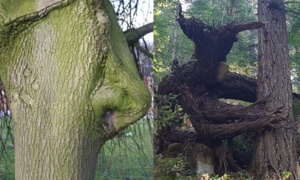 Giật mình với hình dáng kỳ lạ mà tạo hóa đã ban cho cây cối trong rừng rậm