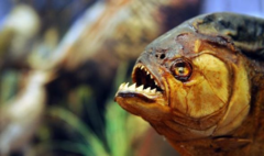 Kinh hoàng người đàn ông bị cá piranha ăn thịt