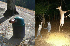 1001 khoảnh khắc kỳ quặc người đi đường ghi lại được, không tin là có thật