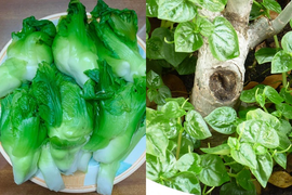 5 loại rau lạ có giá đắt hơn cả thịt cá ở Việt Nam, muốn ăn không phải chuyện dễ