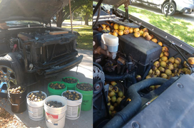 Lâu không chạy, khổ chủ tá hỏa phát hiện cả xe bị lấp đầy bởi 147kg quả óc chó