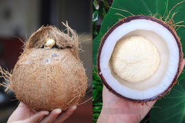 Phần này của quả dừa có giá 300.000 đồng/kg nhưng không phải lúc nào cũng có sẵn