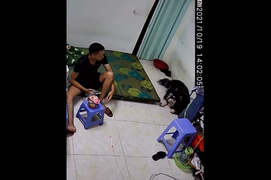 Mèo làm đổ quạt, chó ngơ ngác vì bị đổ oan