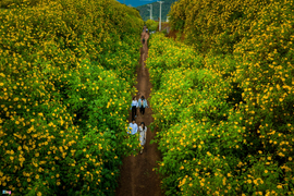 Ảnh: Hoa dã quỳ nở rộ, Đà Lạt thành chốn thần tiên