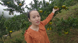 Video: Du khách vào vườn trải nghiệm hái quýt tại Lào Cai
