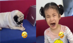 Bị chó cướp mất kẹo mút, bé gái khóc ầm