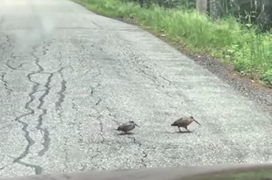 Đôi chim nhún nhảy như bợm rượu khi qua đường