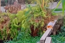 Chó đi qua cầu khỉ bằng... mông