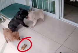 Chó cũng biết 'tọa sơn quan hổ đấu'