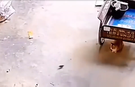 Chuột tự chui đầu vào miệng mèo