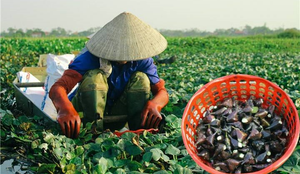 Ảnh: Nông dân Hưng Yên chèo thuyền thu hoạch củ ấu từ sáng sớm